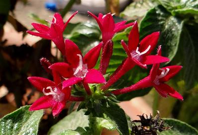 Pentas lanceolata
